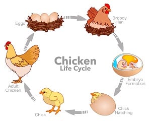 s corp life cycle